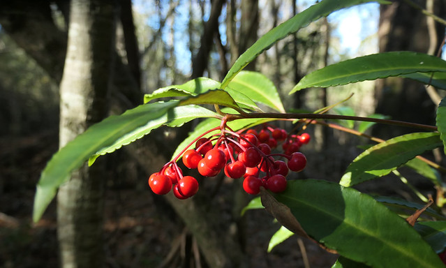 Bright red berries in the woods