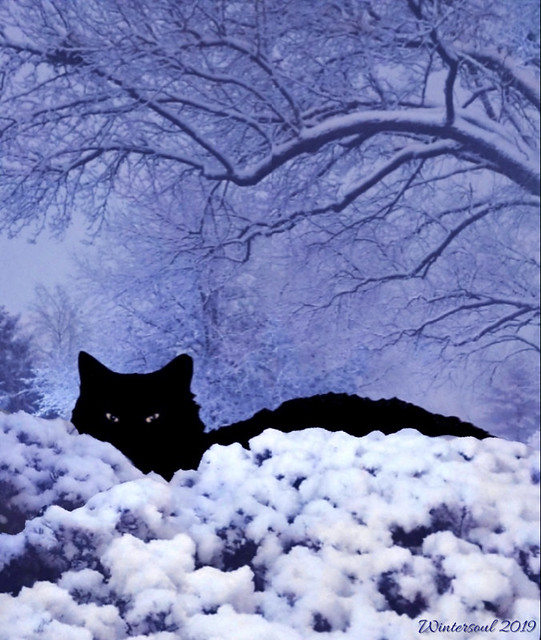 cat in winter......2019 12 31