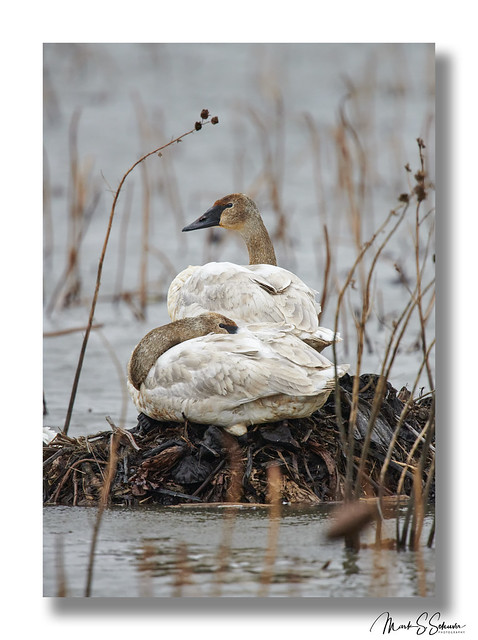 Trumpeter Swans at Loess Bluffs National Wildlife Refuge - No 2