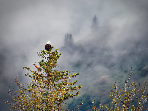 eagle fog trees landscape steve telephoto olympus omd lumix100300mm