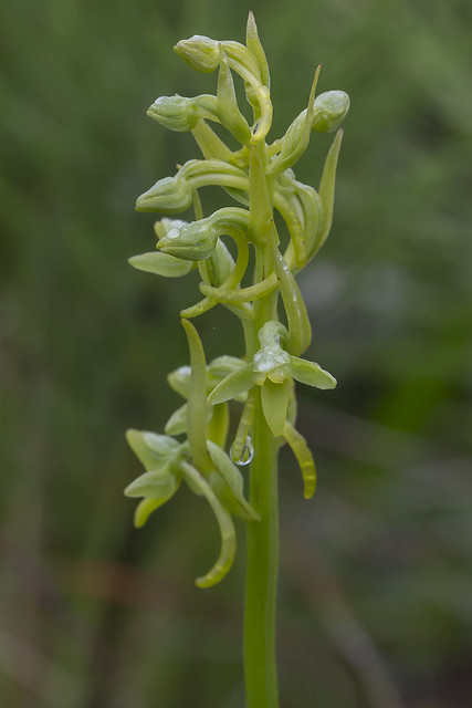 Platanthera tipuloides var. behringiana - up close