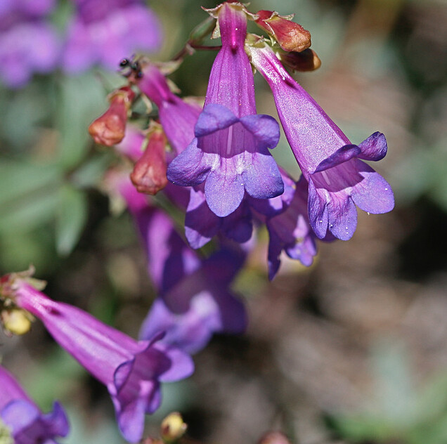 Penstemon azureus, a California wildflower