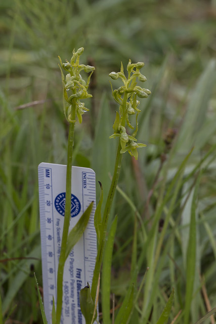 Platanthera tipuloides var behringiana - with ruler for scale