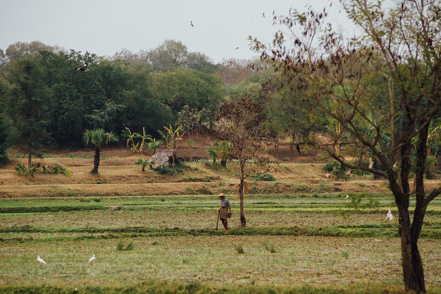 Myanmar Farmer, Meikitla Myanmar