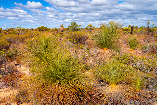 Desert Grass Trees