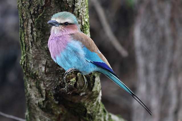 Lilac-Breasted Roller Chester Zoo 291219a