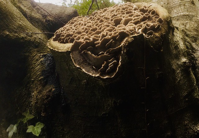 Tree Stump Fungus