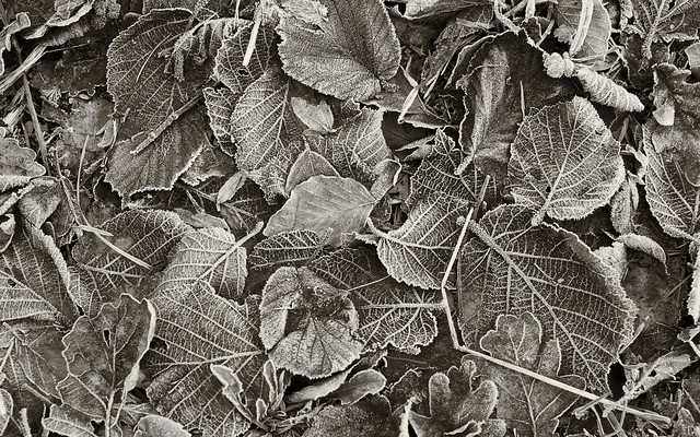 Leaves / Blätter (2)
