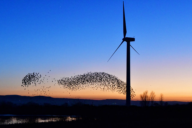 Murmuration at Watchtree Nature Reserve
