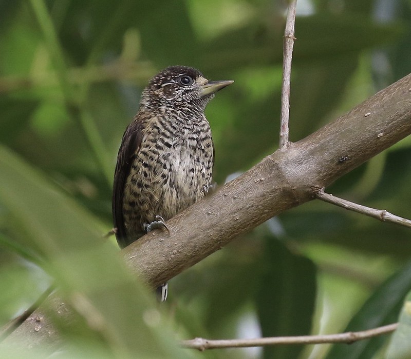 White-bellied Piculet_Picumnus spilogaster_Guyana_Ascanio_199A4505