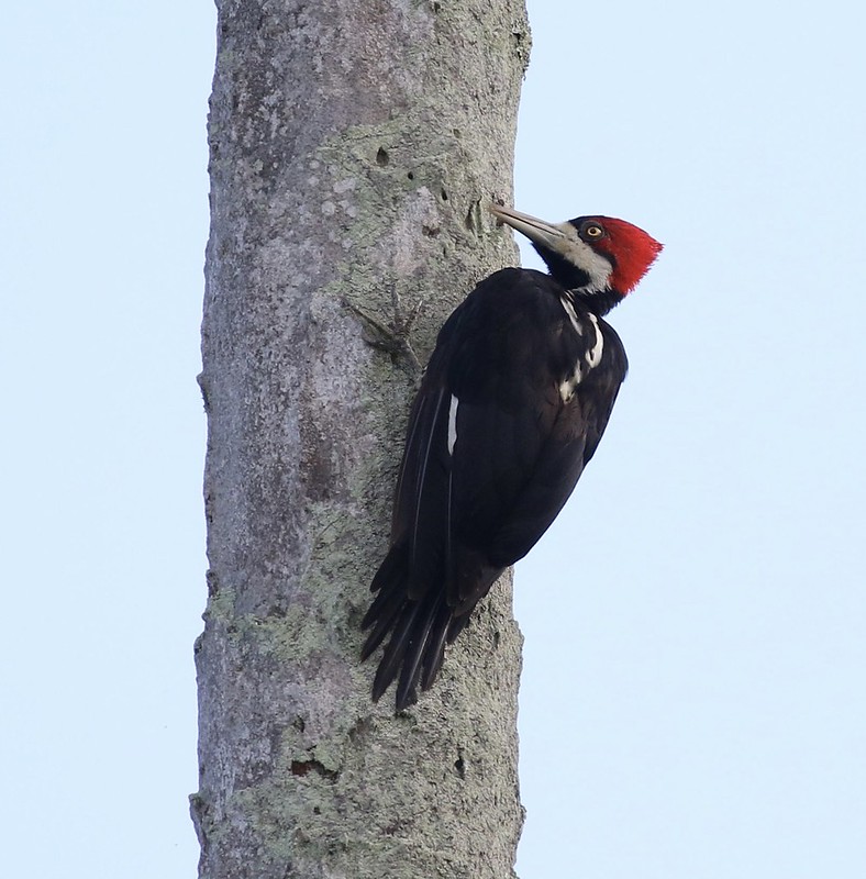 Crimson-crested Woodpecker_Campephilus melanoleucos_Ascanio_Guyana_199A3830