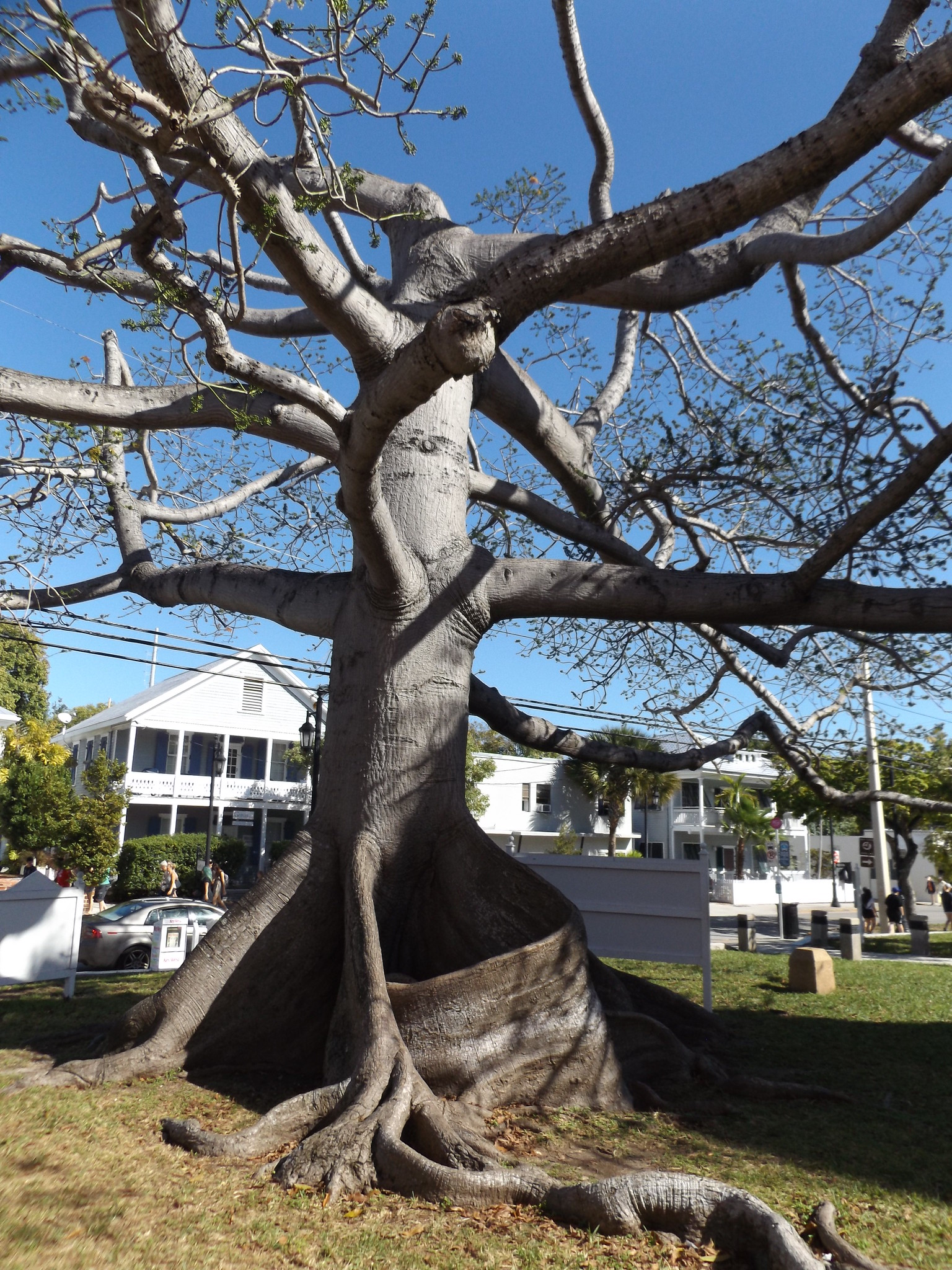 Kapok Tree, Key West, Florida, United States, 28 December 2019