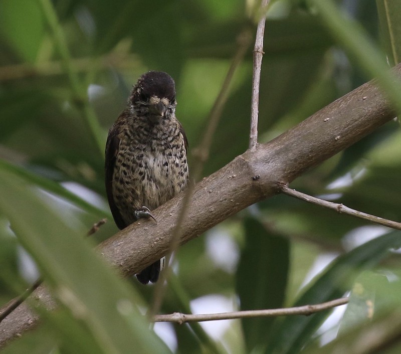 White-bellied Piculet_Picumnus spilogaster_Guyana_Ascanio_ 199A4487
