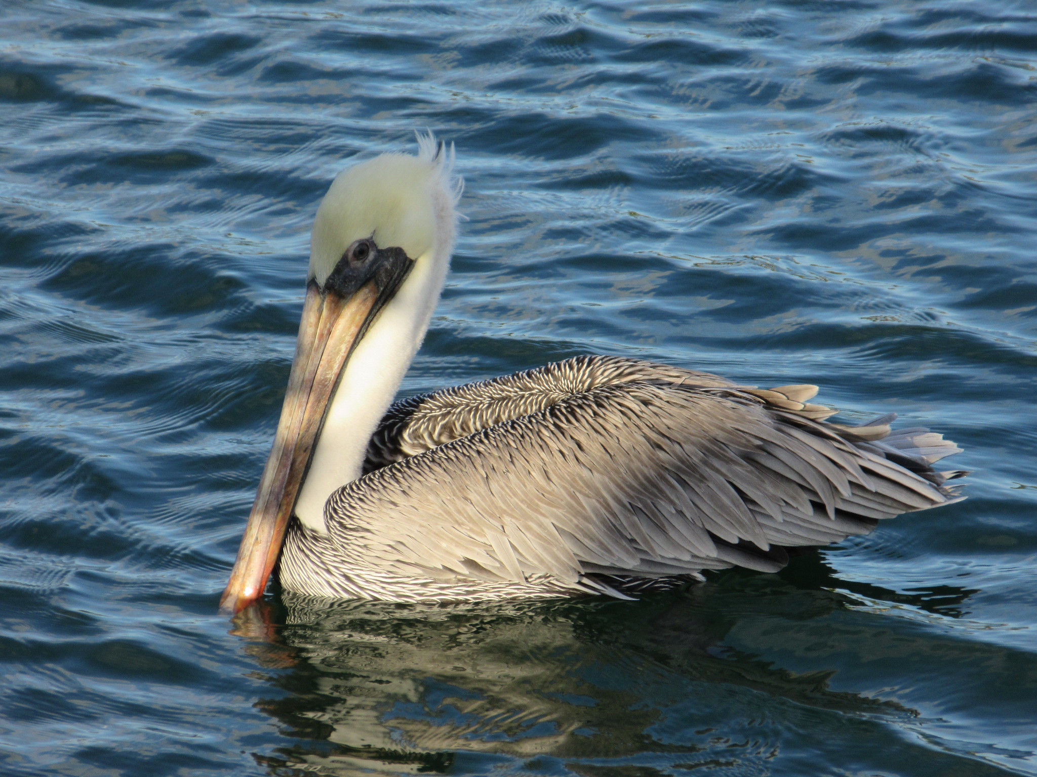 Brown Pelican, Bahia Honda State Park, Florida, United States, 28 December 2019