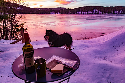 aiko countryside finnishlapphund norway sunset cheese dog forest ice snow trees wine winter ørfiske