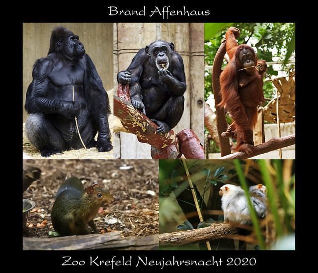 Großbrand Affenhaus Zoo Krefeld