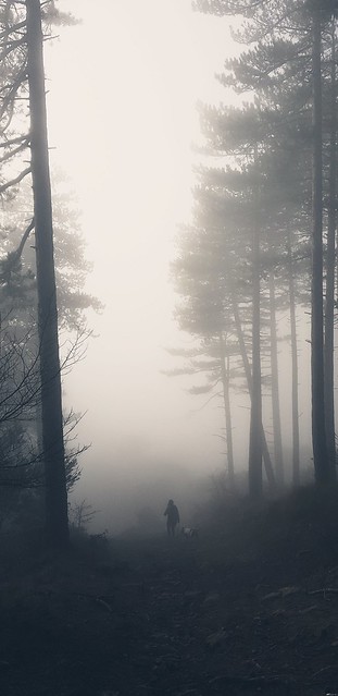 En la niebla / In the mist