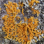Lichen Macro at Sandhill Wildlife Area 