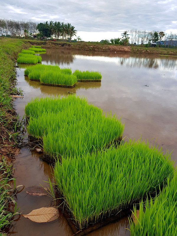 Rice seedling plugs in Rattanawapi 3