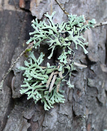 hypogymniatubulosa lichenontree lichen bark minnesota wisconsin listedspecies nature