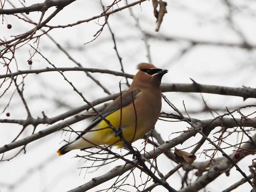Yellowbird in a Tree