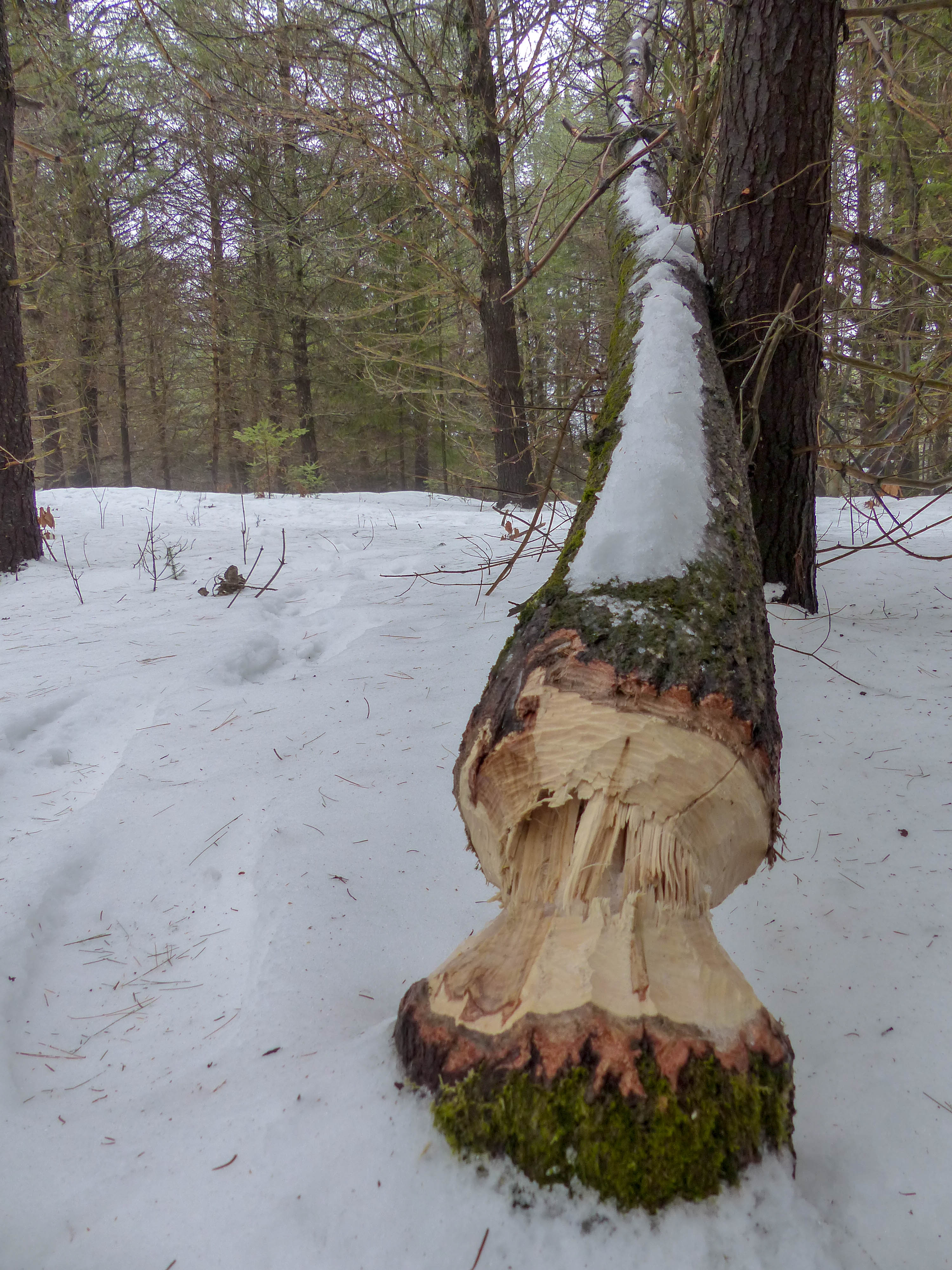 Beaver felled tree at Kawartha Nordic