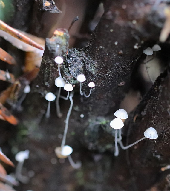 Tiny Mushroom family