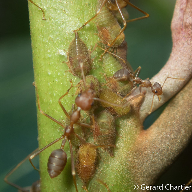 Oecophylla smaragdina (Weaver Ants) tending leafhopper nymphs(Membracidae)