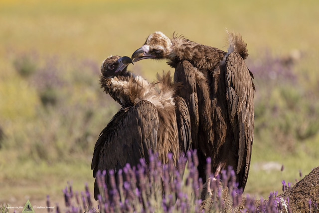Avvoltoio monaco - Aegypius monachus -       