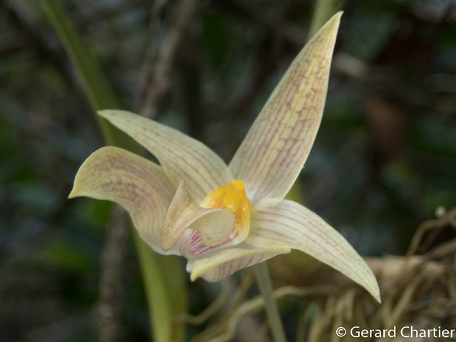 Bulbophyllum lobbii siamense