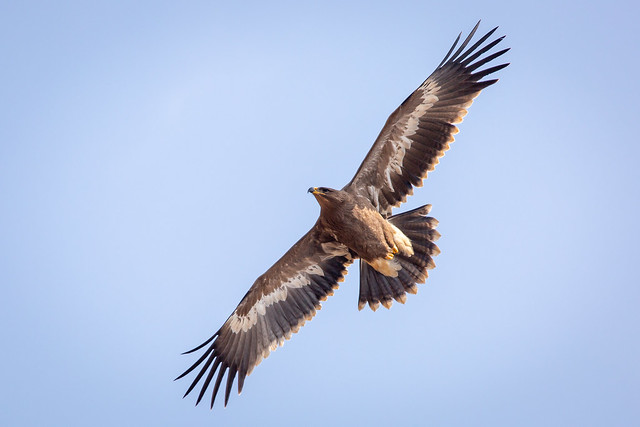 Steppearend - Steppe eagle