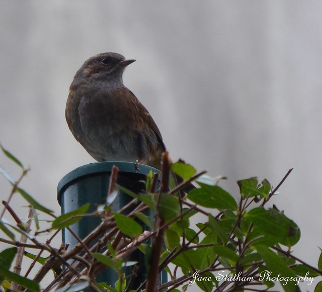 2020: one photo each day. 002/366 Mr. or Mrs. Dunnock.
