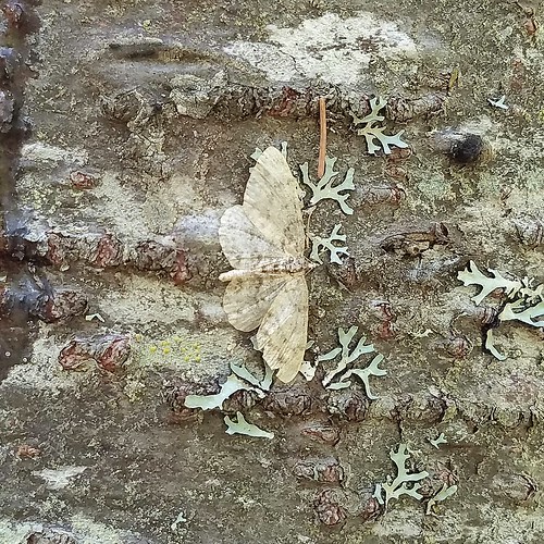 moth insect lepidoptera minnesota treebark insectontree minnesotamoths nature