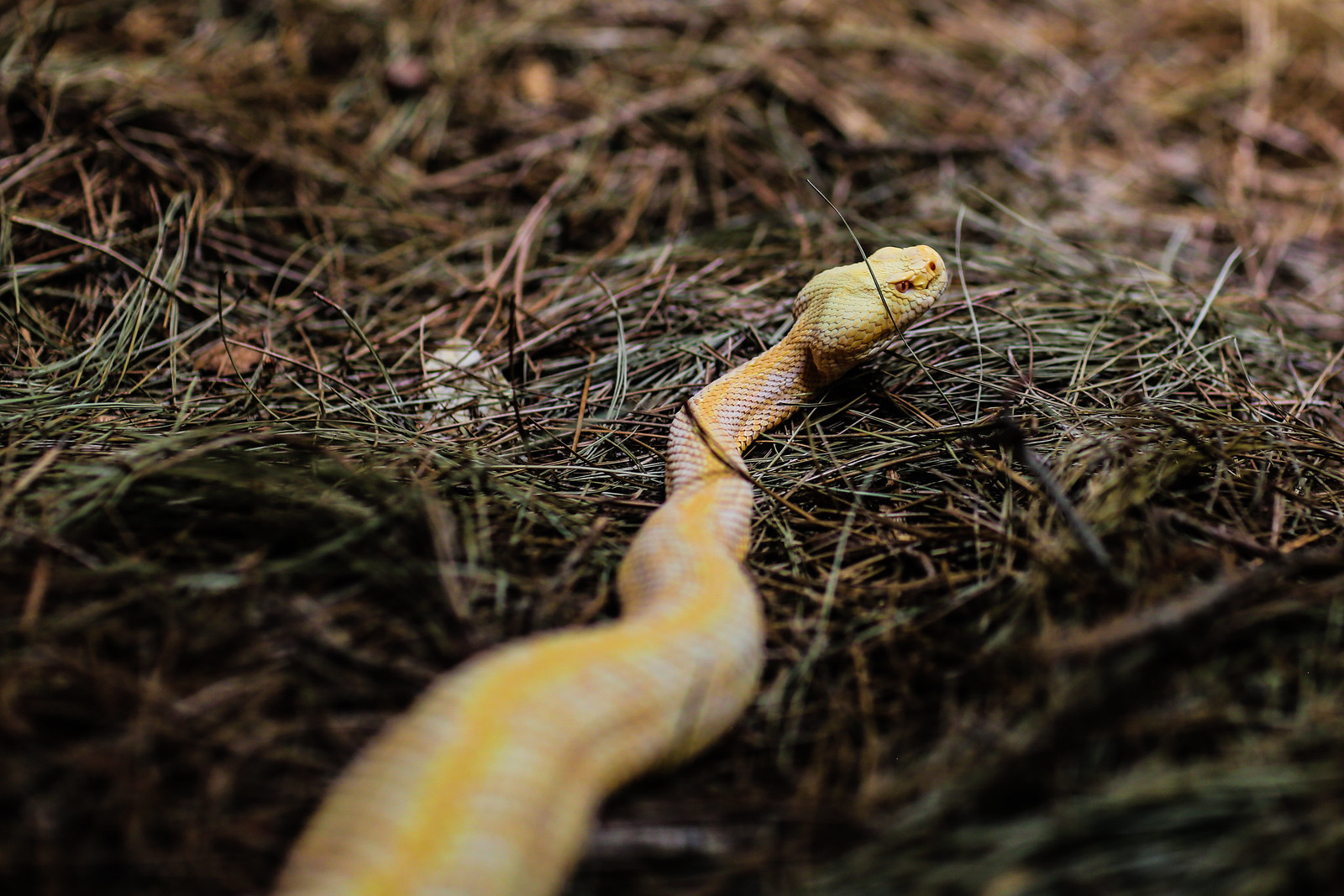 albino timber rattlesnake