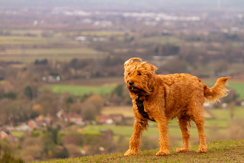 irish terrier dog coombe hill wendover view north aylesbury winter january walk chilternsy