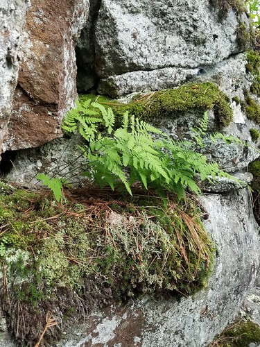 gymnocarpiumjessoense fern cliff minnesota plant sixmilecreek nahannioakfern moss rock lichen nature