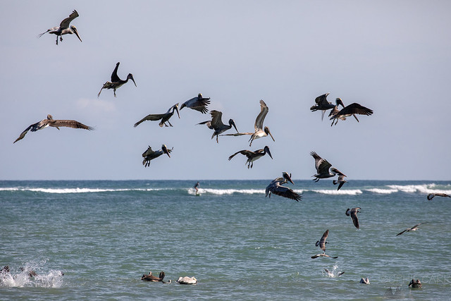 Pelican Chaos, Playa Cabuya