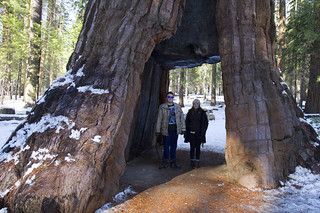 The kids inside the trunk of a giant redwood