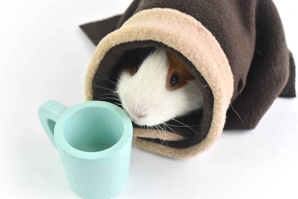 Robe  for a Guinea Pig