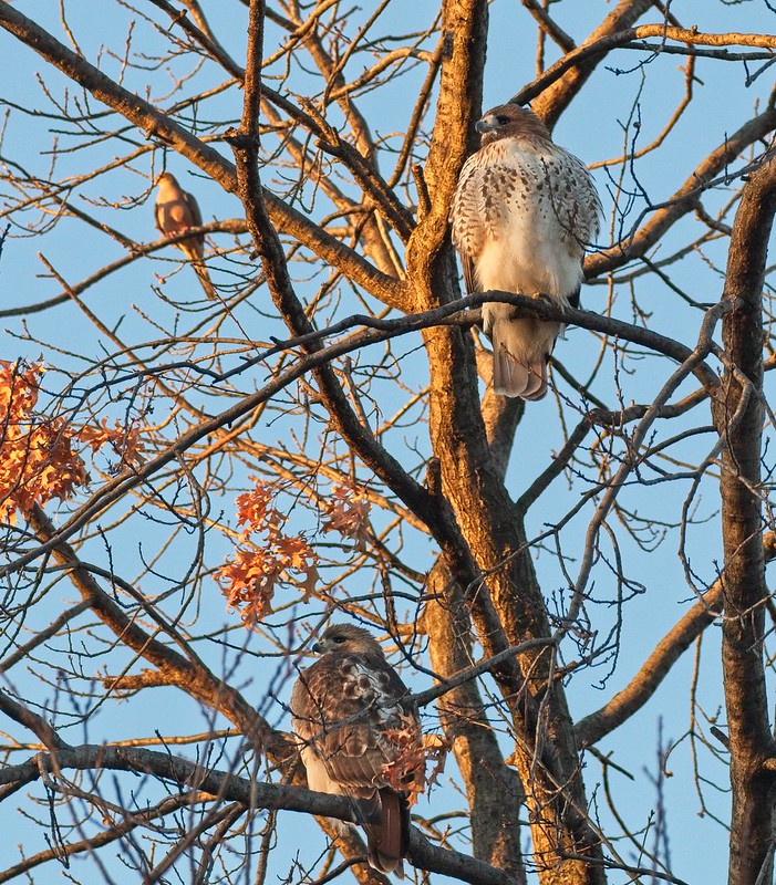 Two red-tailed hawks hanging out with a mourning dove
