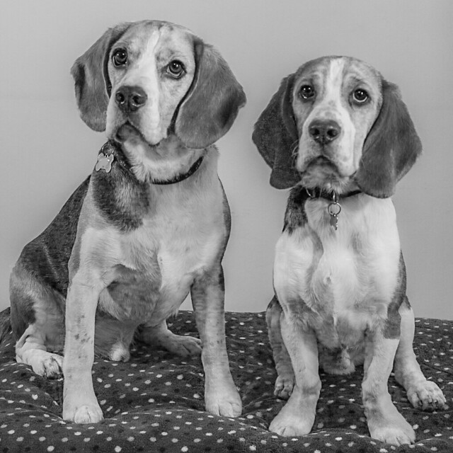 A couple of cute beagles