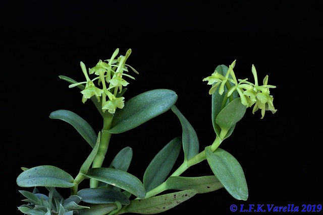 Epidendrum pseudodifforme