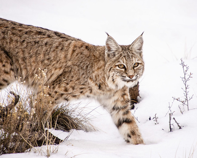 Bobcat (Lynx rufus), Mesa Verde NP, Colorado