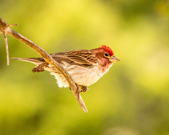 House Finch, Wyoming