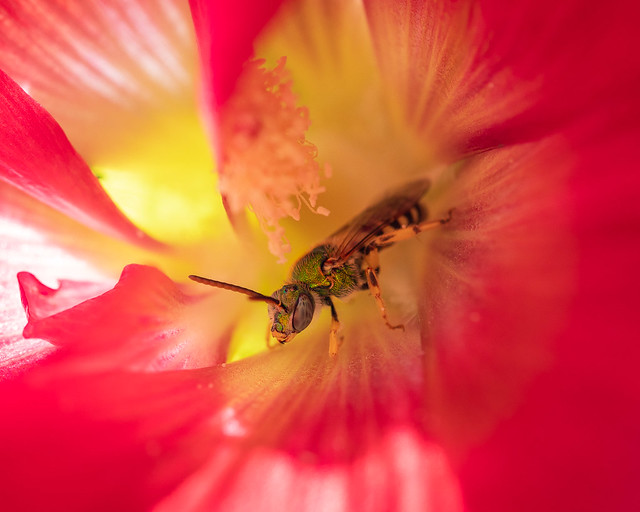Striped sweat bee in a hollyhock flower, Montana