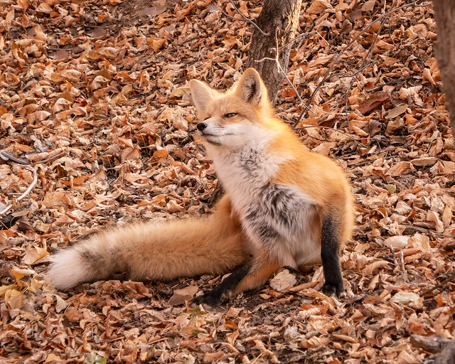 Red fox, Saskatoon