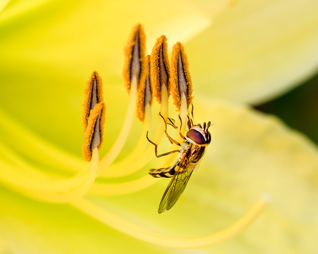 Hover fly on lily, Innovation Place