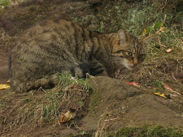 Scottish Wildcat, Edinburgh Zoo