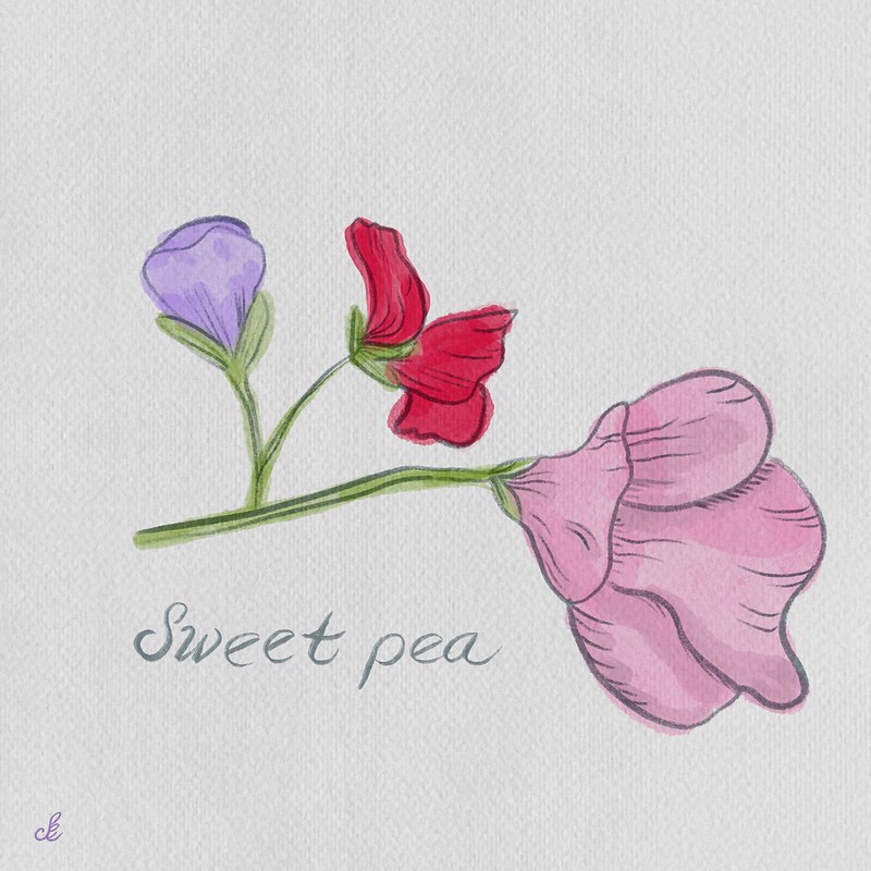 Flowers_Sweet_Pea