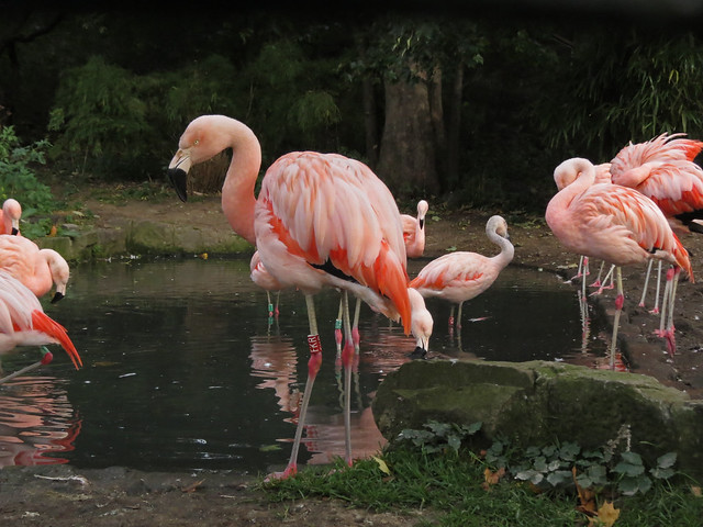 Chilean Flamingo, Edinburgh Zoo